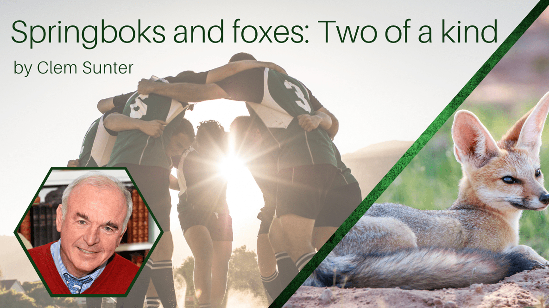 Springboks and foxes: Two of a kind