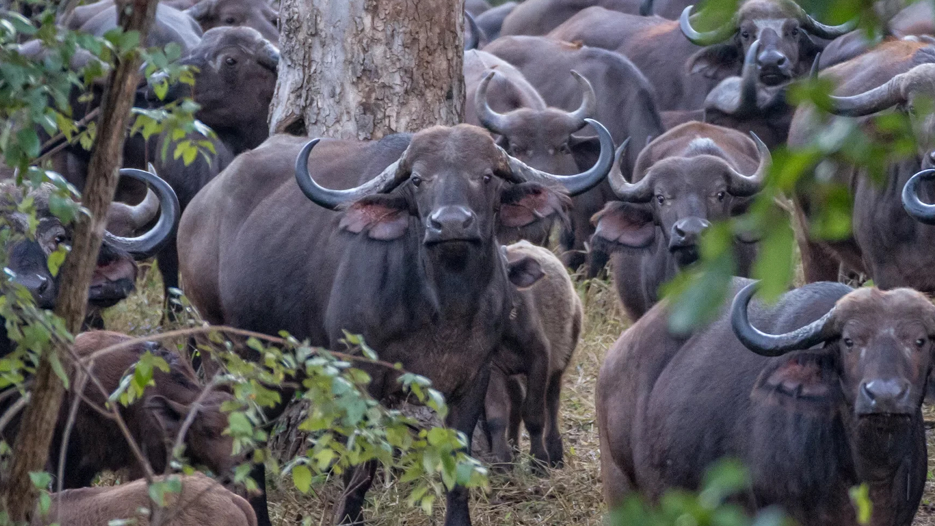 Become a Rewilding Africa Ambassador